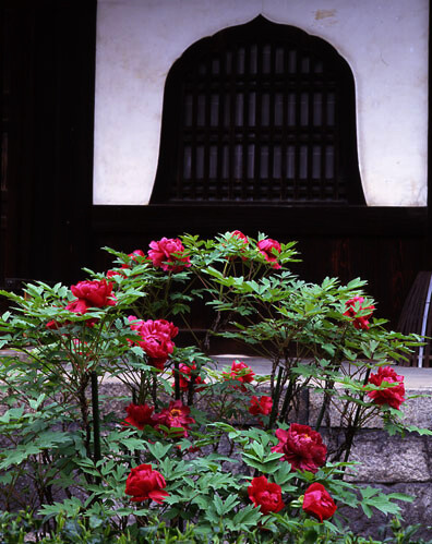 牡丹／建仁寺 法堂（京都市東山区）