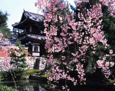 八重紅枝垂桜／建仁寺（京都市東山区）