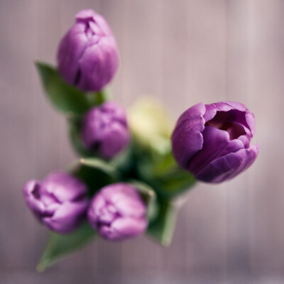 purple tulip