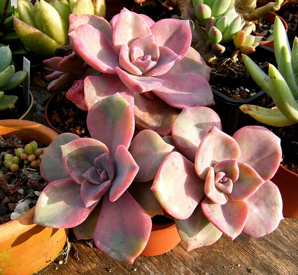 拟石莲花属 Echeveria