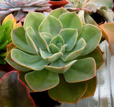 拟石莲花属 Echeveria