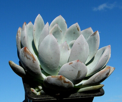 拟石莲花属 Echeveria