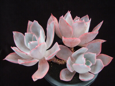 拟石莲花属 Echeveria