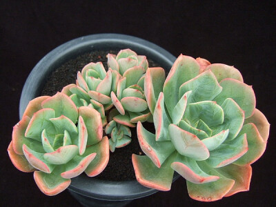 拟石莲花属 Echeveria