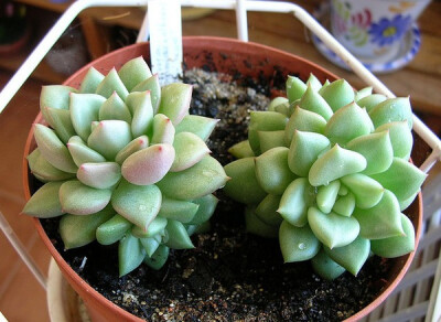 拟石莲花属 Echeveria