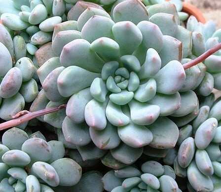 拟石莲花属 Echeveria