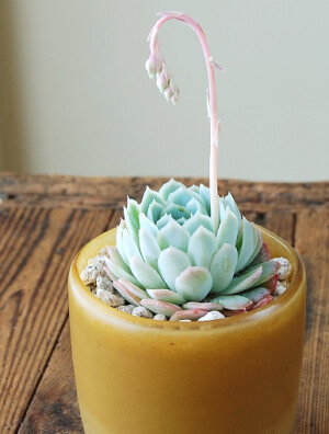 拟石莲花属 Echeveria