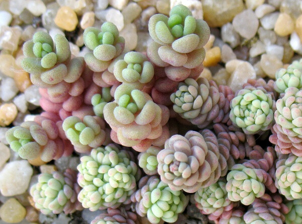 景天属 Sedum