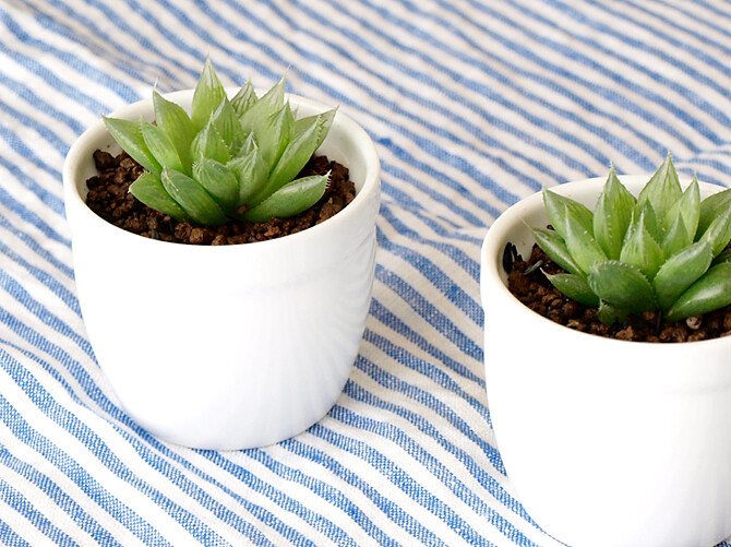 百合科 十二卷屬 帝玉露 （Haworthia cooperi ）