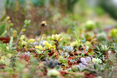 多肉植物 Succulent | Flickr – 相片分享！ 張相片