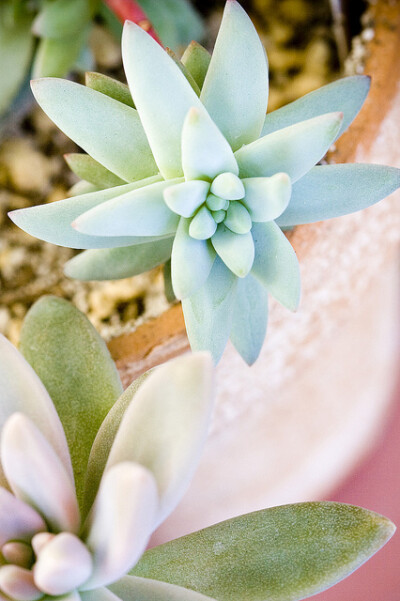 Succulent | Flickr – 相片分享！ 張相片