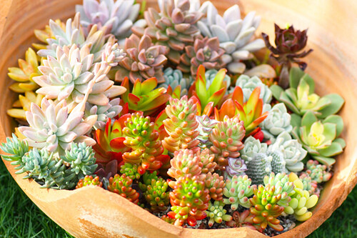 succulents | Flickr – 相片分享！ 張相片