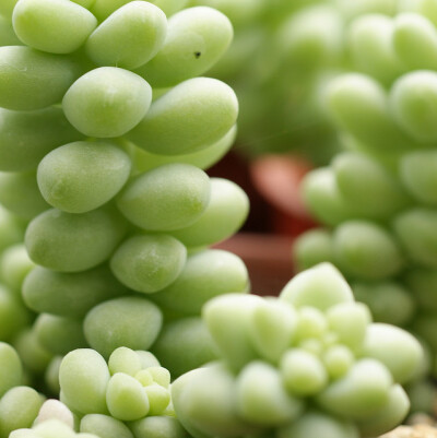 多肉植物 Succulent | Flickr – 相片分享！ 張相片