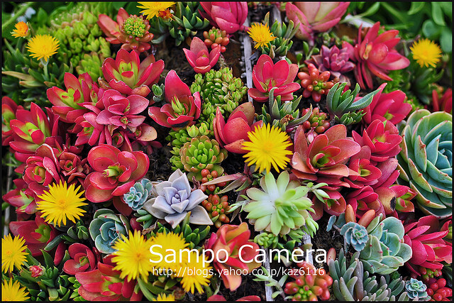 Sampo Camera:hana-fes 05 | Flickr – 相片分享！ 張相片