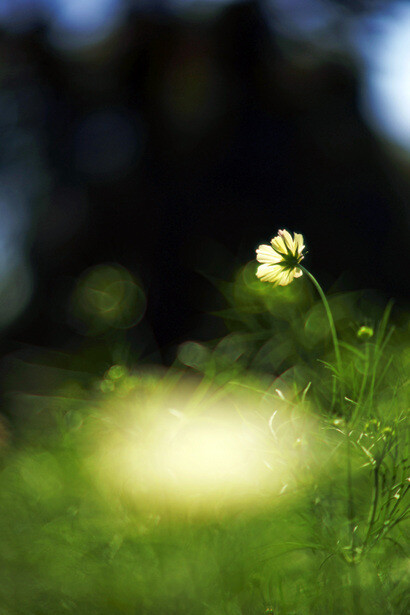 绿色小世界……