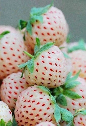 菠萝草莓！