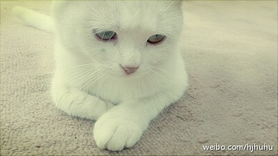 美猫~~