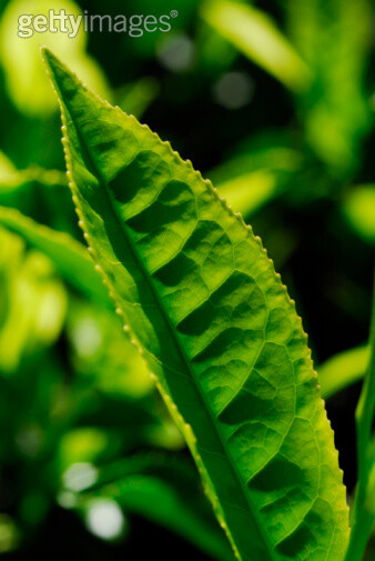 饮食,户外,植物,种植园,自然纹理_103822357_Getty Images 图片库 | 全球最大的商业图… 饮食,户外,植物,种植园,自然纹理_103822357_创意图片_Getty Imag…