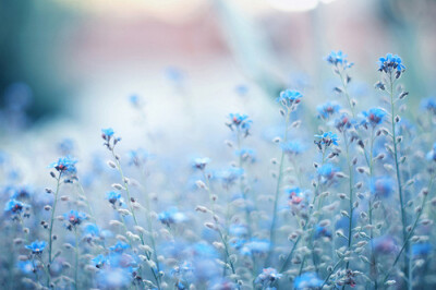 blue flower