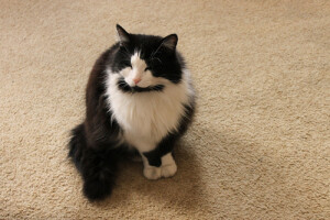 想得到爱的人养狗 想付出爱的人养猫