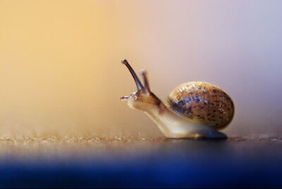 我是小蜗牛，一步一步，慢慢爬。
