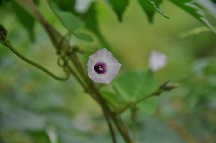 【Dine燕子】花花世界