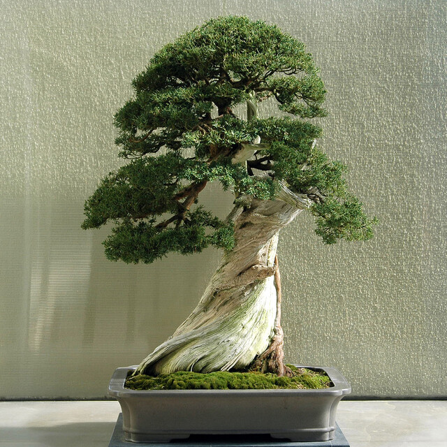 Chinese juniper 圆柏