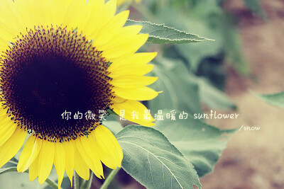 你是我的sunflower