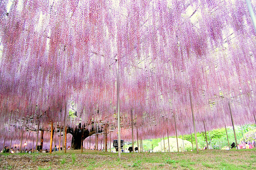 藤花