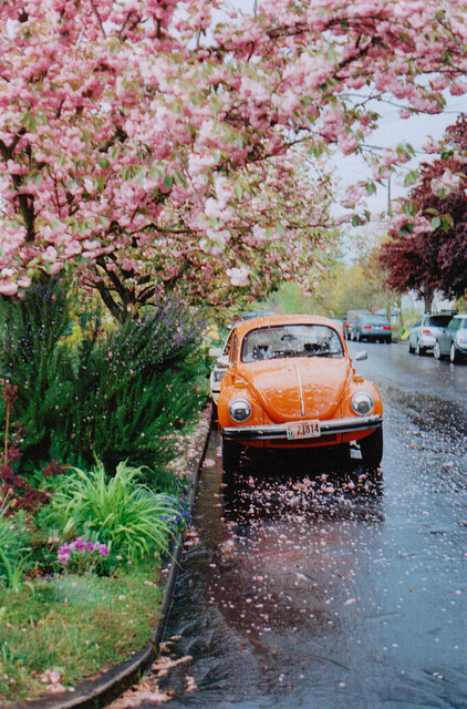 樱花雨