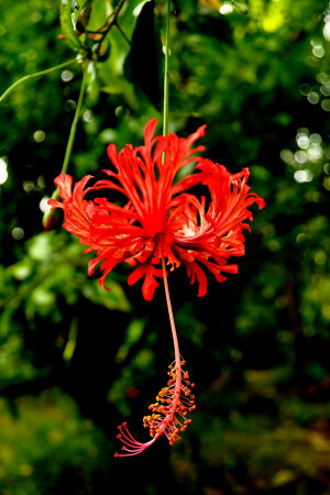 吊灯扶桑(Hibiscus schizopetalus (Mast.) Hook.f.) 锦葵科木槿属常绿灌木，原产热带东非的肯尼亚、坦桑尼亚和莫桑比克等地。美爆了！！