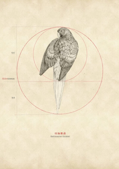 德国数学家阿道夫·蔡辛曾经断言说：“宇宙之万物，不论花草树木，还是飞禽走兽，凡是符合黄金律的总是最美的形体。”