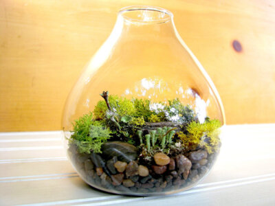 Teardrop Terrarium Teardrop Lichen Terrarium by TinyTerrains Teardrop Terrarium: Teardrop Lichen Terrarium