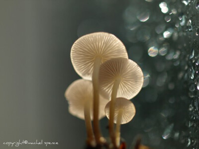 Mushroom Photograph 8X10 Mushroom Print Affordable by wavyshell Mushroom Photograph 8X10 Mushroom Print Affordable Home Pho…