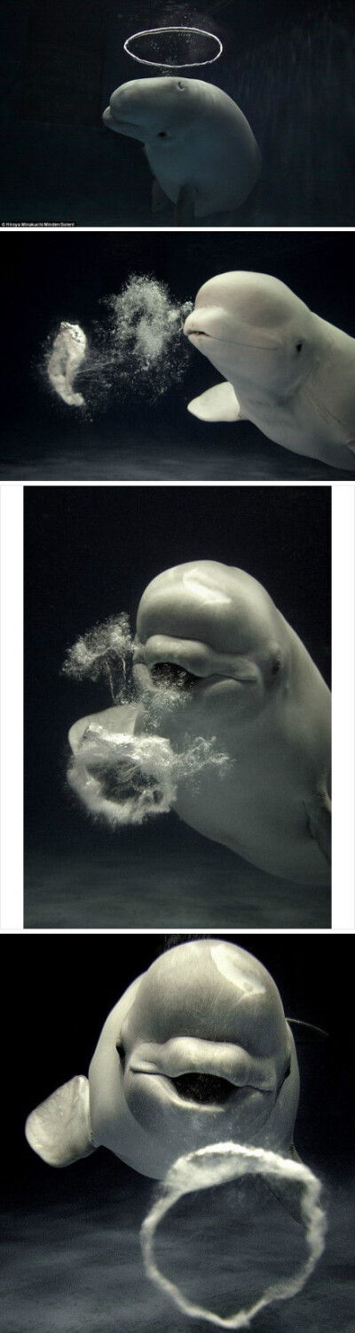这位日本摄影师Hiroya Minakuchi是在岛根县水族馆拍到这头白鲸吐泡泡画面的。自从白鲸无师自通地学会了吹出一个像天使光圈状的泡泡之后，她就成了岛根水族馆里的“红人”。这头可爱的小白鲸约10岁，三年多前学会了吹…
