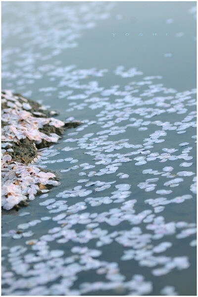 和风 樱花一地