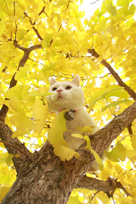 【秋天的猫叔。这金黄金黄的~】