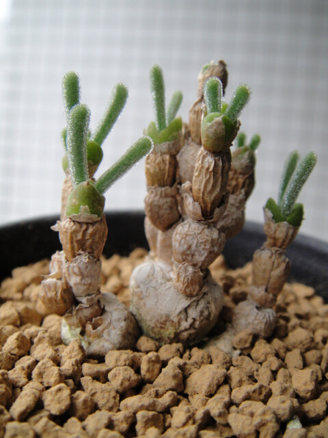 碧光环 (monilaria obconica)番杏科多肉植物,原产南非,夏季休眠.