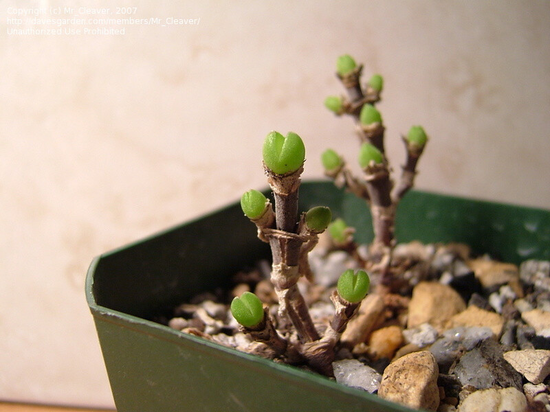 枝干番杏（Dicrocaulon ramulosum）番杏科多肉植物。和碧光环（Monilaria obconica）非常相似，在生长的初期也会出现一群碧绿的“兔子”，但并非同一种植物。在微博上有人误将碧光环标注为枝干番杏，实际对比一下就可以看出两者有明显不同。碧光环：http://39986.cn/people/mblog/11281260/detail/