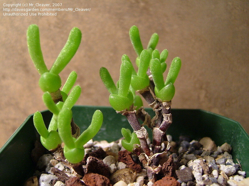 枝干番杏（Dicrocaulon ramulosum）番杏科多肉植物。和碧光环（Monilaria obconica）非常相似，在生长的初期也会出现一群碧绿的“兔子”，但并非同一种植物。在微博上有人误将碧光环标注为枝干番杏，实际对比一下就可以看出两者有明显不同。碧光环：http://www.duitang.com/people/mblog/11281260/detail/