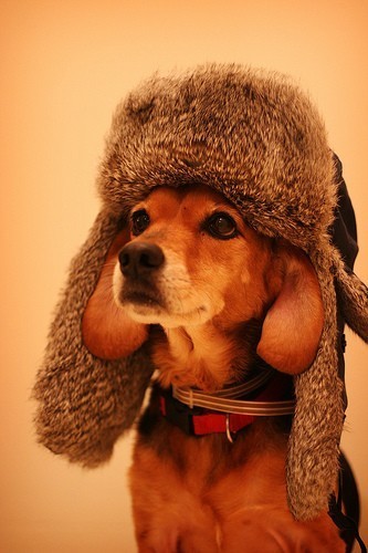 #RENPIN#宠物都开始准备过冬装备了，你呢？