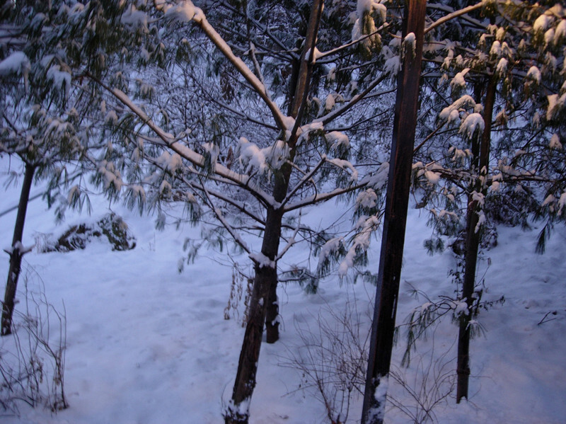 下了 大雪之后的