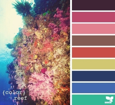 reef color··