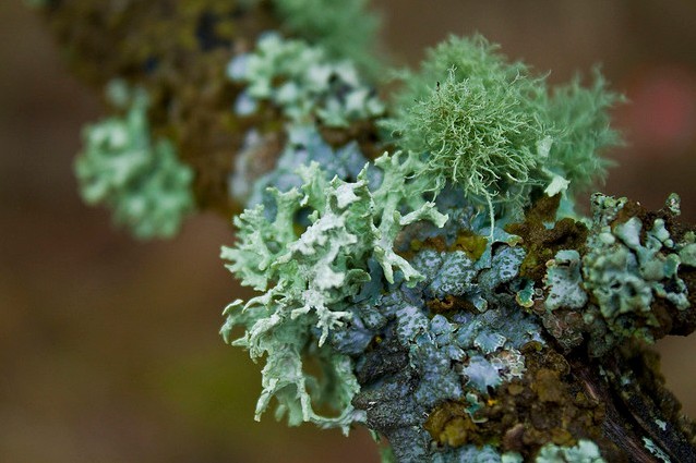 苔藓