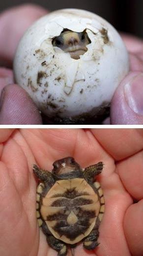 刚出世的小海龟。。。
