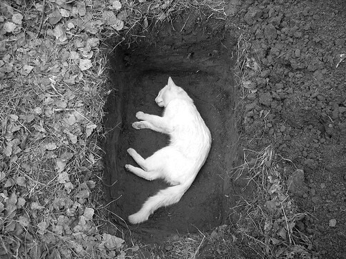 猫的小墓地