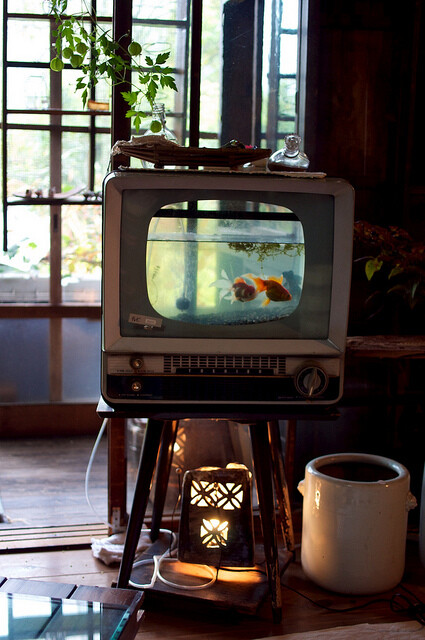 废旧的电视机里还能养鱼，这点可没想到。