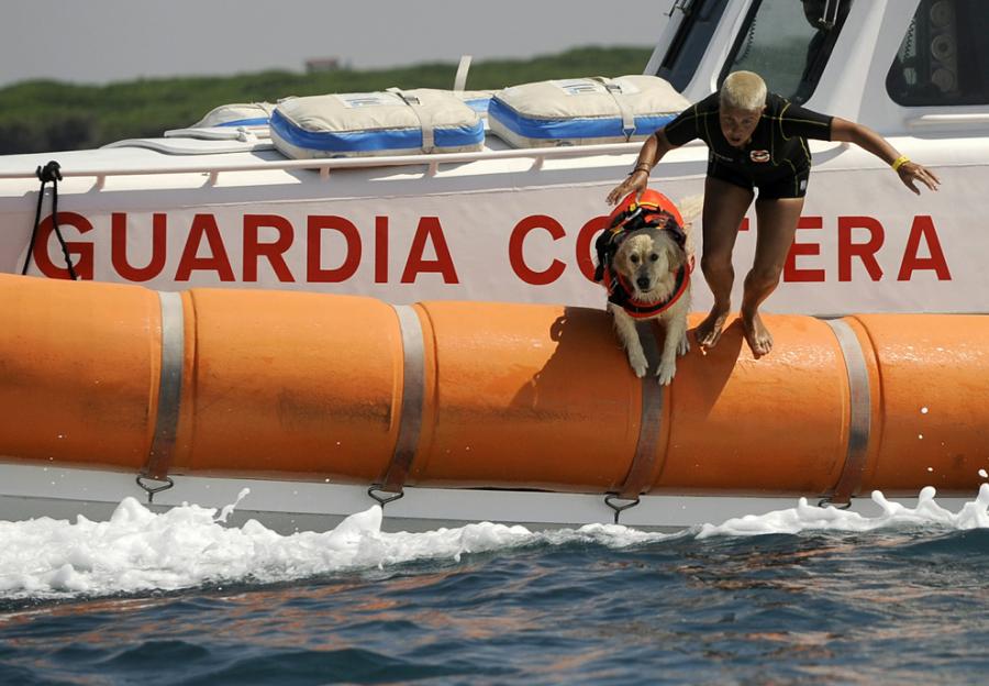 A special squad of rescue workers: some 300 dogs ready to help save lives on dozens of Italian beaches. By Tiziana Fabi----所以说狗狗是人类的好朋友！！！