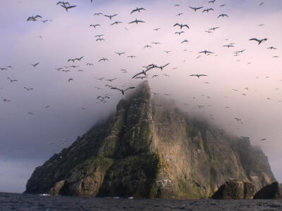 Gannets above Boreray by seaharris----有点电影场景的感觉