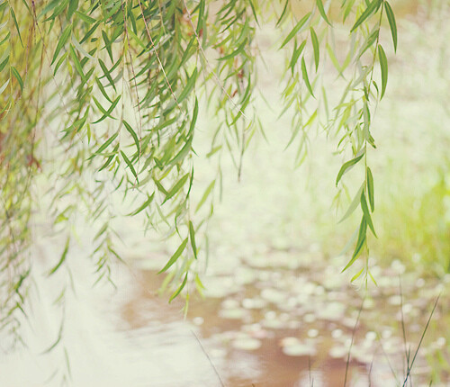 昔我往矣，杨柳依依；今我来思，雨雪霏霏~雨中的柳丝